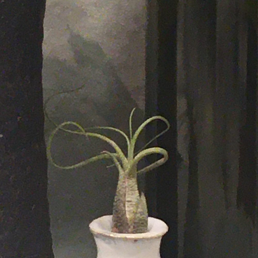 Meet your Posher, Kali